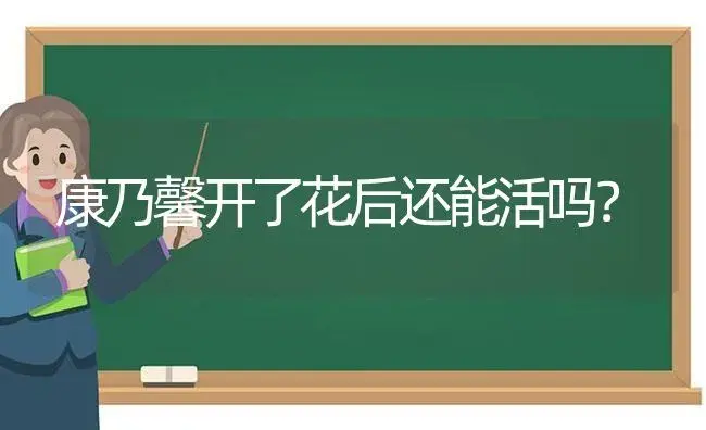 康乃馨开了花后还能活吗？ | 绿植常识