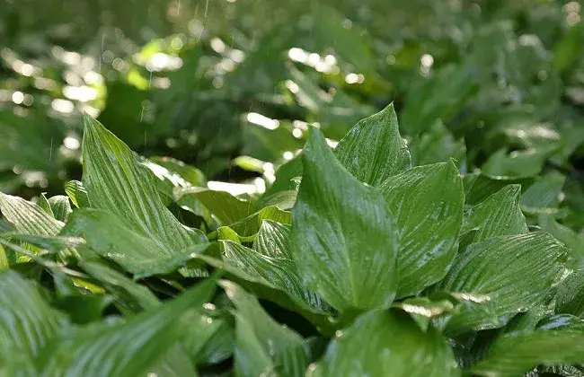 水培植物越冬手法