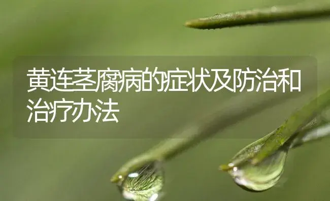 黄连茎腐病的症状及防治和治疗办法 | 药材种植