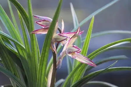 兰花的花语和象征意义