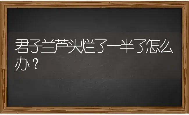 君子兰芦头烂了一半了怎么办？ | 绿植常识