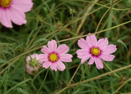 表示坚韧的花 花语是坚韧的花有哪些？