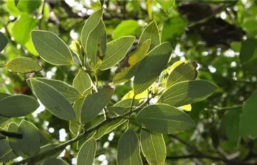 天竺桂种子选种育苗技巧