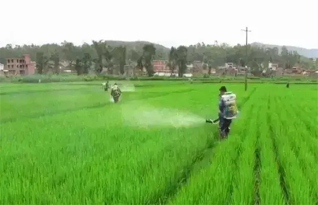 水稻施肥小心事项