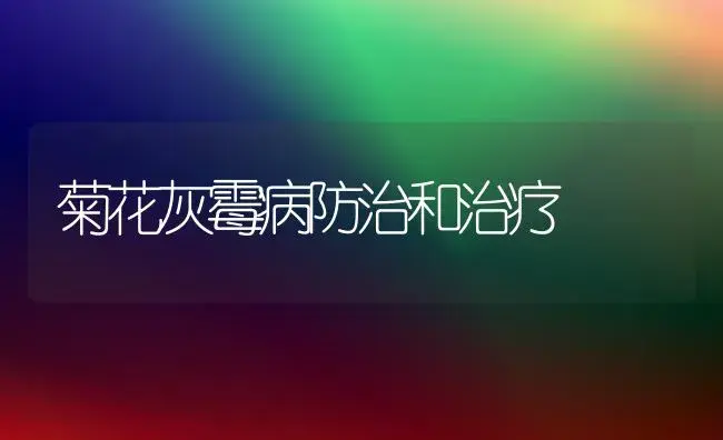 菊花灰霉病防治和治疗 | 家庭养花