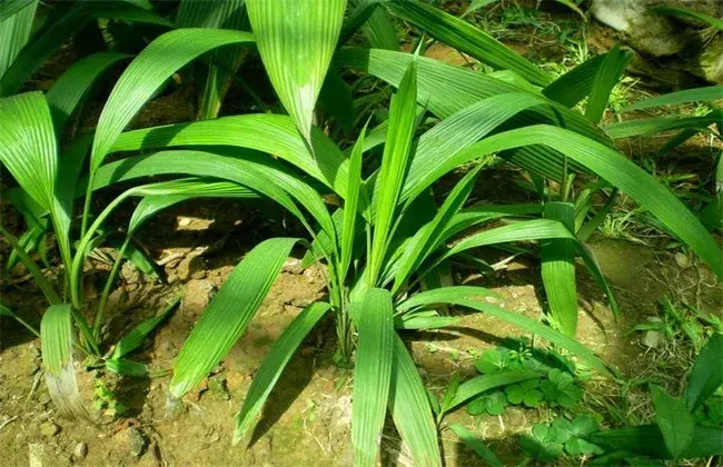 仙茅的栽培技术