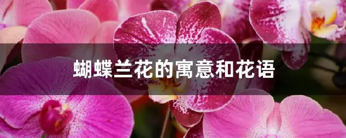 蝴蝶兰花的寓意和花语