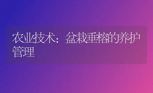 农业技术:盆栽垂榕的养护管理 | 家庭养花