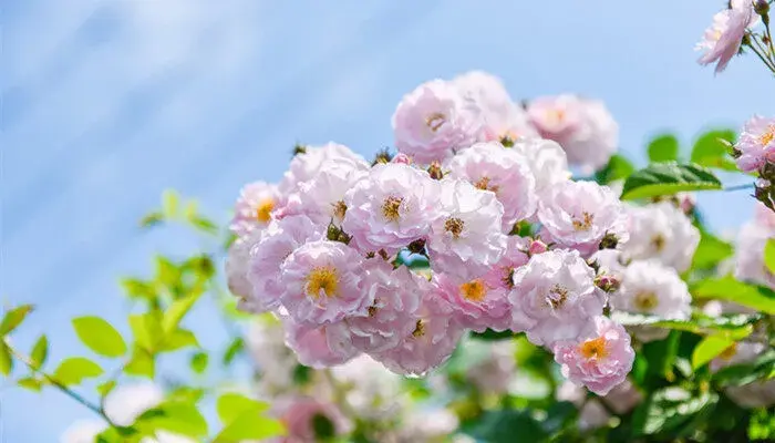 野蔷薇花语 野蔷薇的花语