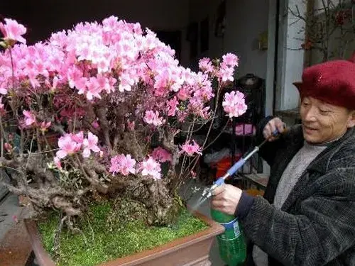 花卉果蔬盆景 | 映山红盆景栽培技术