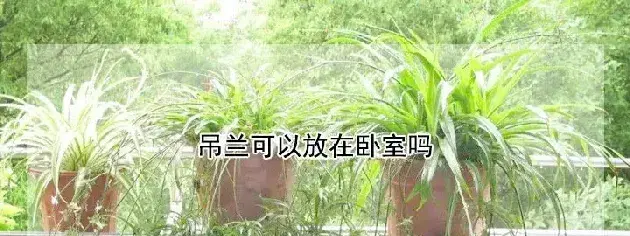 吊兰可以放在卧室吗