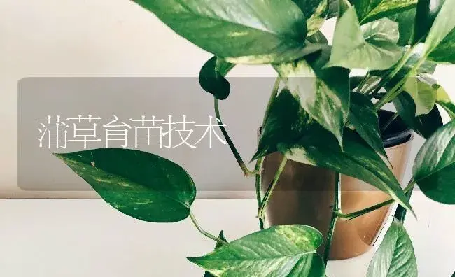 蒲草育苗技术 | 特种种植