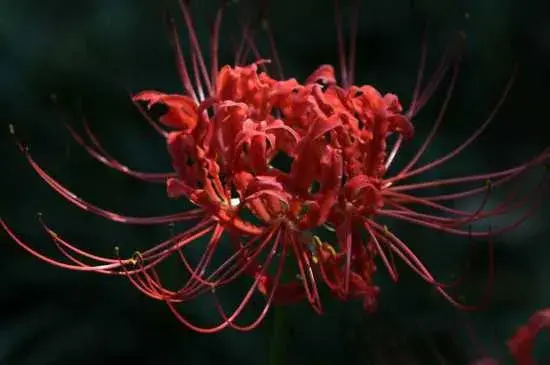 黑色彼岸花的花语