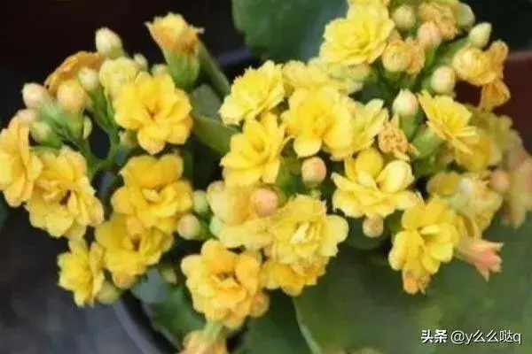 长寿花的修剪方法？