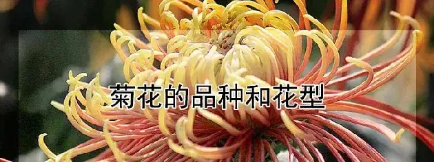 菊花的品种和花型