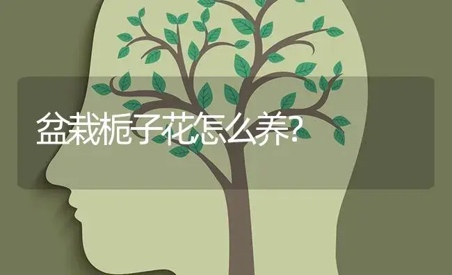 盆栽栀子花怎么养？ | 绿植常识