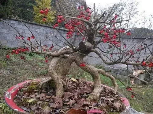 盆栽育苗 | 盆栽火焰卫矛繁殖技术