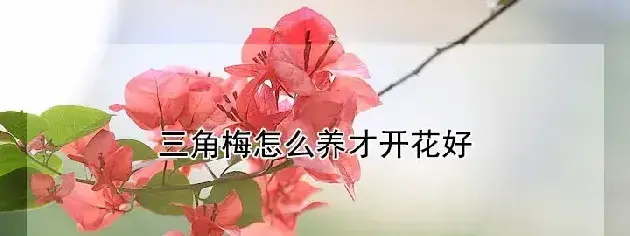 三角梅怎么养才开花好