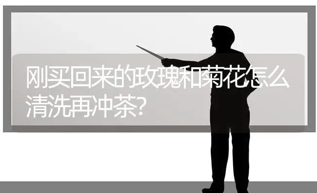 茉莉花烂叶？ | 绿植常识