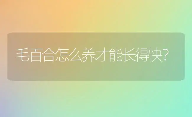 毛百合怎么养才能长得快？ | 绿植常识