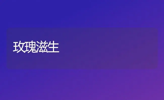 玫瑰滋生 | 家庭养花