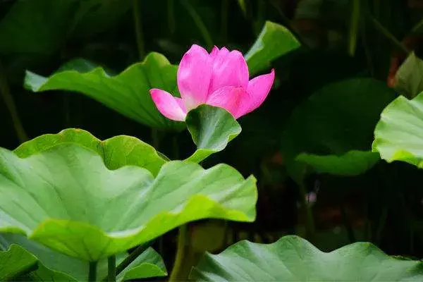 冰娇荷花花语是什么呢