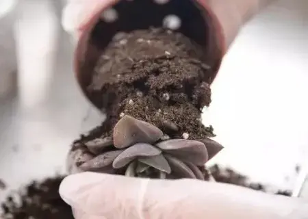 盆景知识 | 多肉植物如何移盆及其注意事项