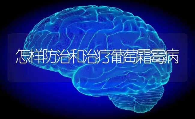 怎样防治和治疗葡萄霜霉病 | 果木种植