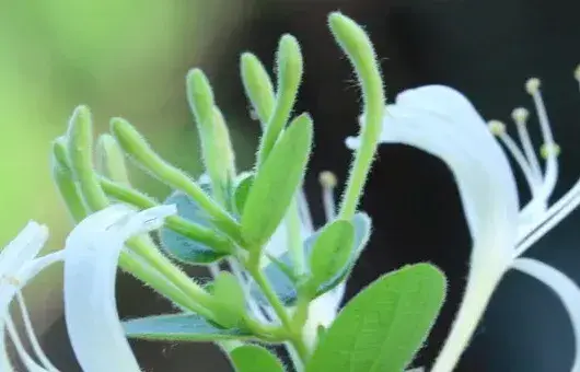 金银花果实能直接吃吗