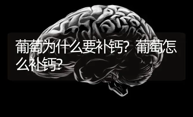 葡萄为什么要补钙？葡萄怎么补钙？ | 果木种植