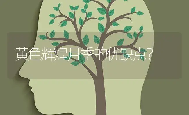 黄色辉煌月季的优缺点？ | 绿植常识