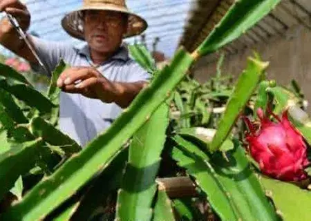 盆栽修剪 | 盆栽火龙果如何剪枝