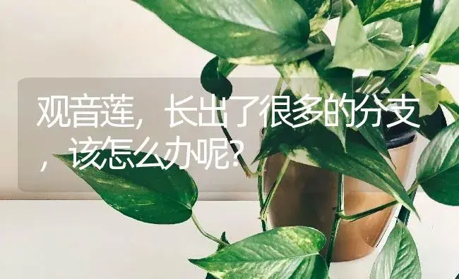 观音莲,长出了很多的分支,该怎么办呢？ | 多肉养殖