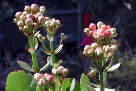 长寿花花语，长寿花一盆里养几株好