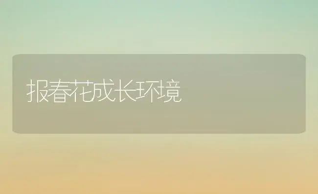 报春花成长环境 | 家庭养花