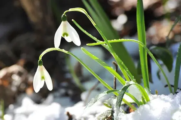 雪滴花的花语和传说有哪些？