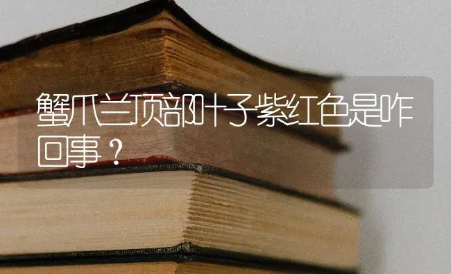 蟹爪兰顶部叶子紫红色是咋回事？ | 多肉养殖