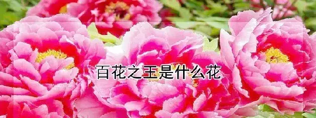 百花之王是什么花