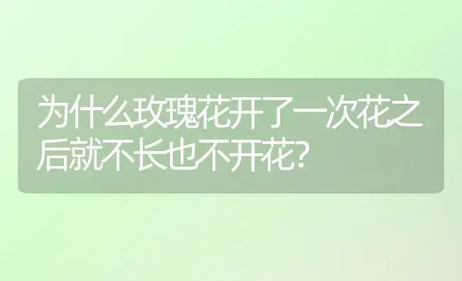 为什么玫瑰花开了一次花之后就不长也不开花？ | 绿植常识