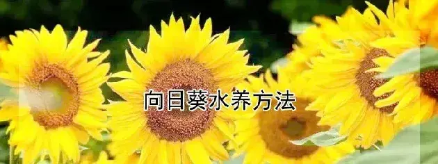 向日葵水养方法