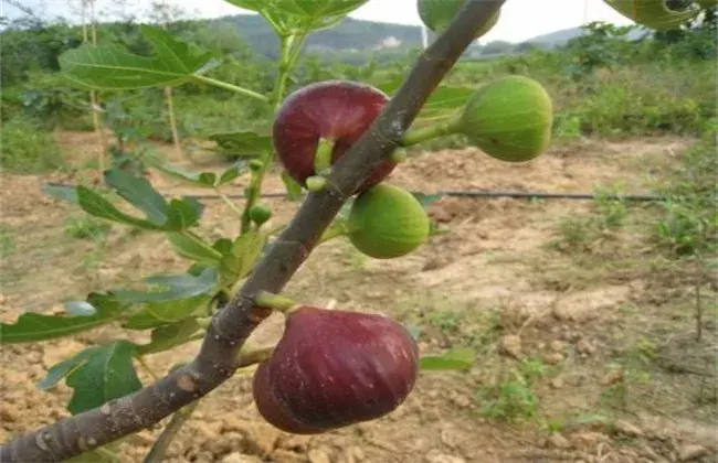 无花果缺氮怎么办