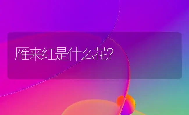 雁来红是什么花？ | 家庭养花