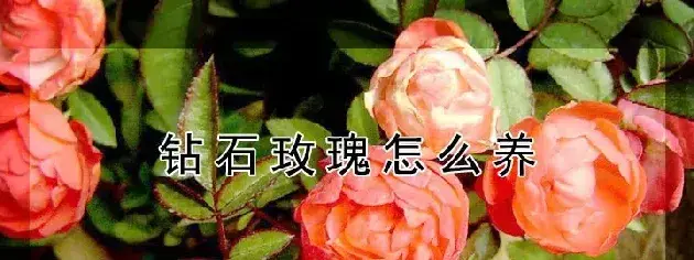 钻石玫瑰怎么养