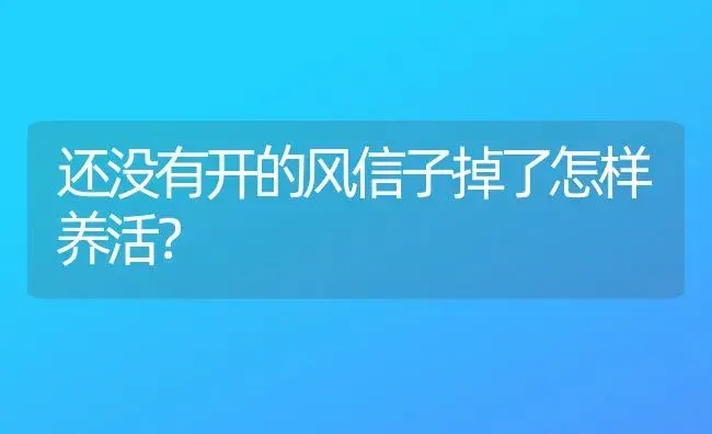 还没有开的风信子掉了怎样养活？ | 绿植常识