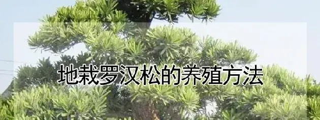 地栽罗汉松的养殖方法