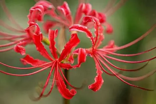 黑色彼岸花的花语