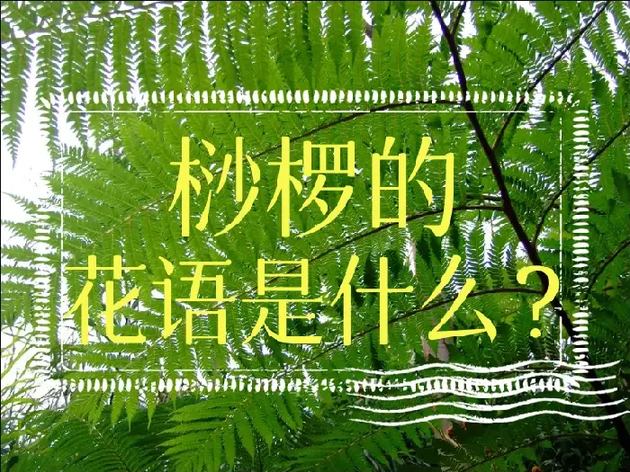 桫椤的花语是什么？它的特点是什么？