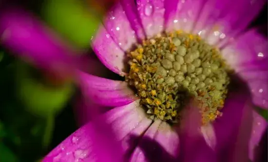 菊花花语是什么