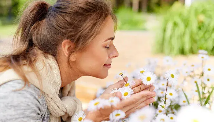 洋甘菊的花语和寓意 洋甘菊花语和寓意