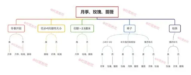 总结蔷薇，月季和玫瑰的区别？